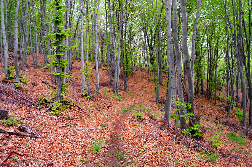 Bukova-Gora