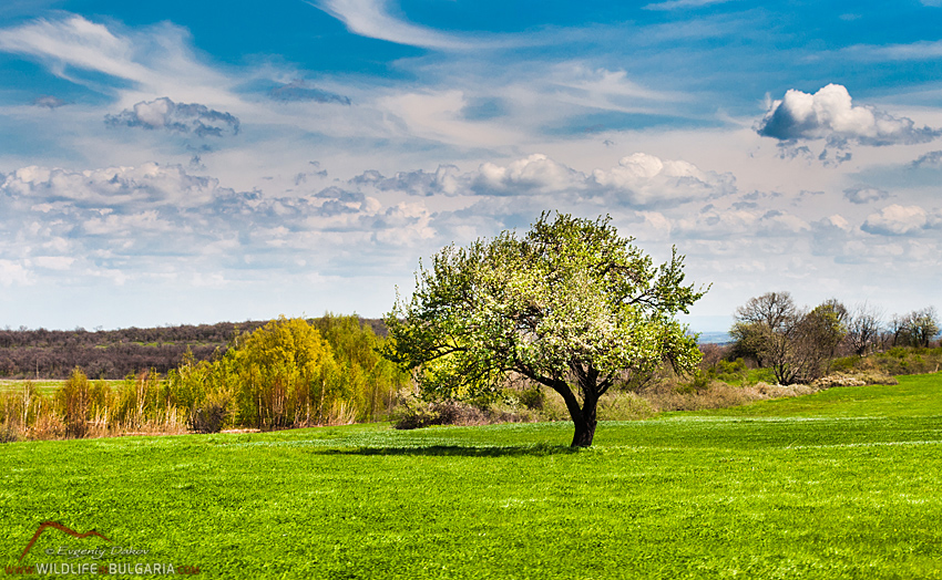 Spring Tree