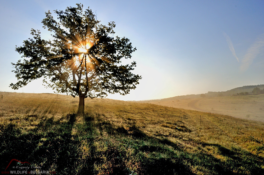 Yabylkovo-Tree-Sunrise