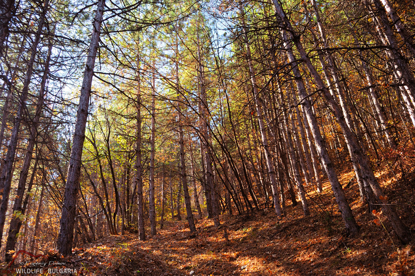 Autumn Forest
