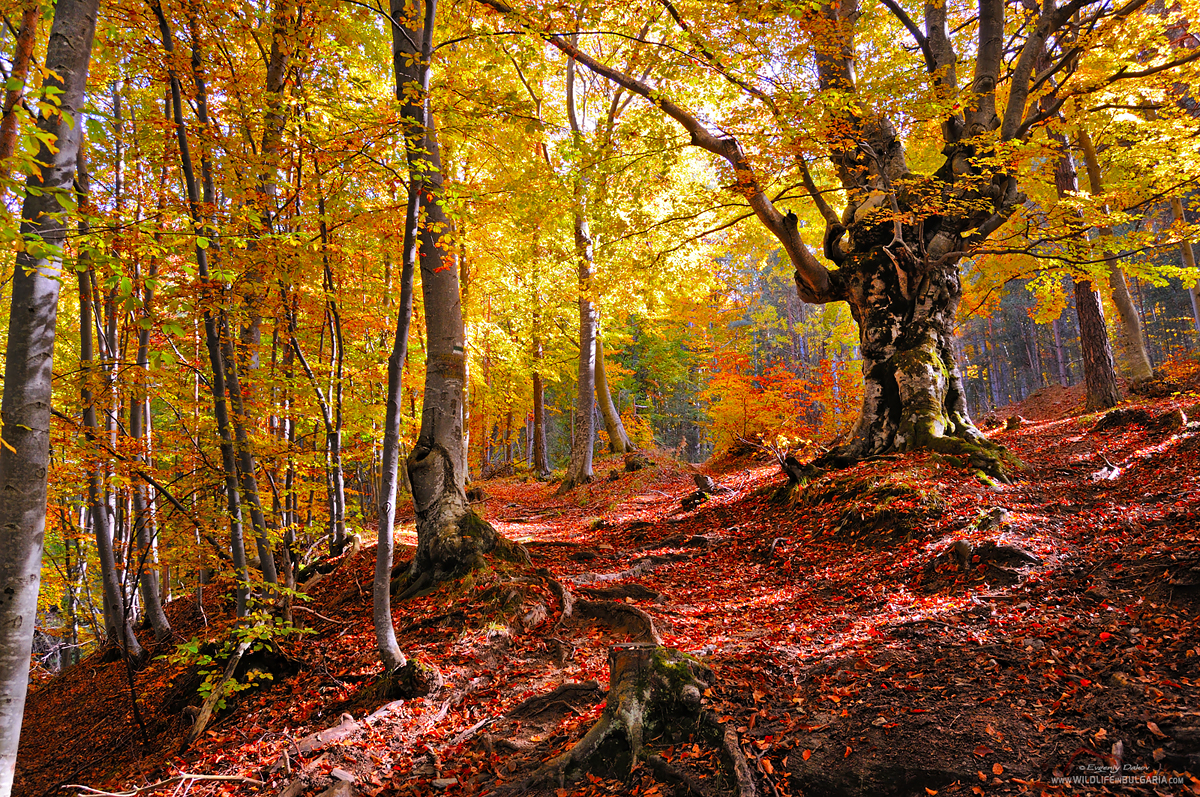 Chernatica Autumn 1