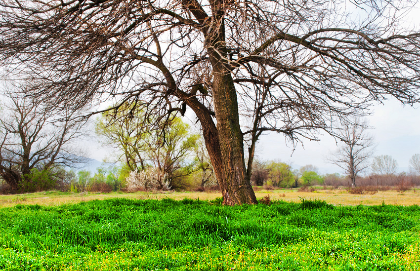 Spring III