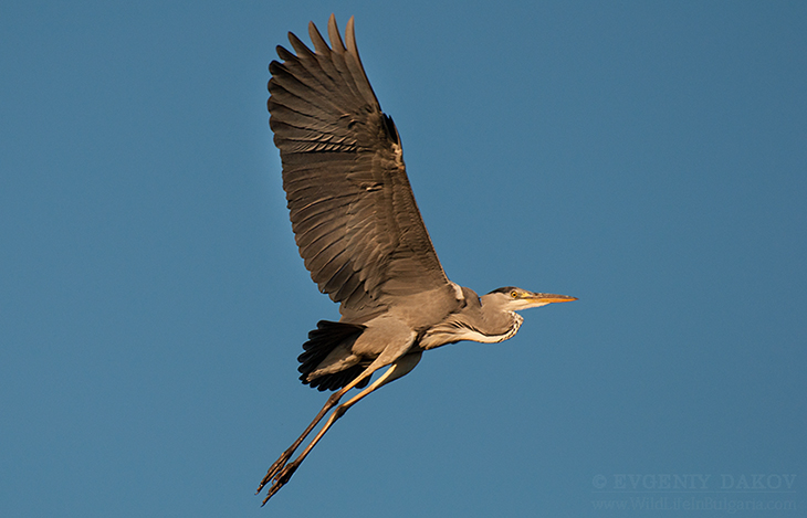 Grey-Heron
